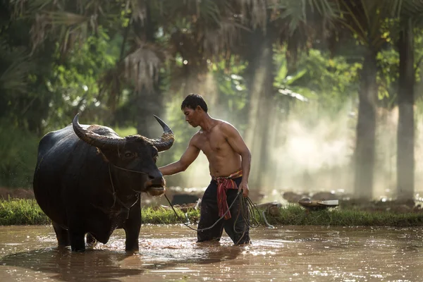 Tajski rolnika i buffalo — Zdjęcie stockowe