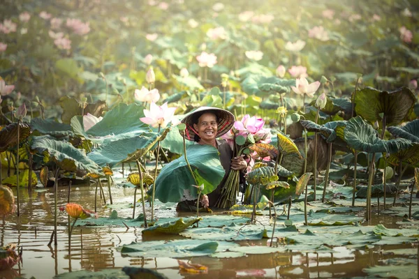 Growers lotus morning time — Stock Photo, Image