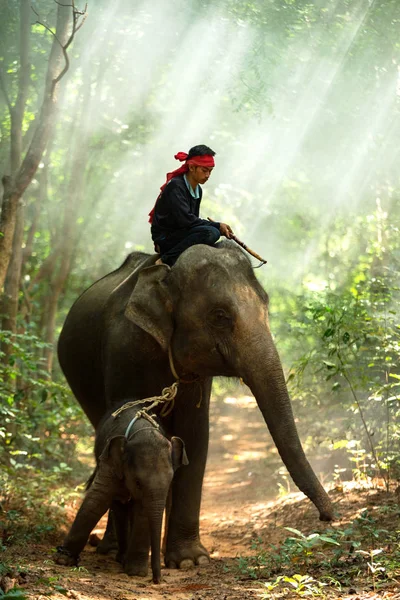 Elefante da família na selva — Fotografia de Stock