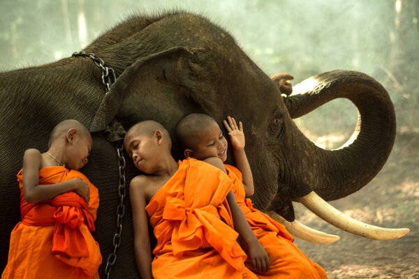 Novice Monks happiness with elephant 