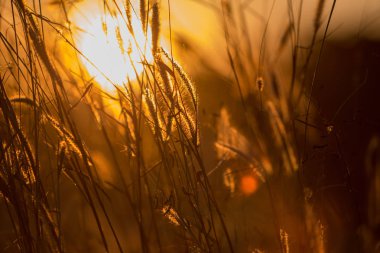 Sunset bulvarında çimen