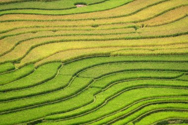 Pirinç yeşil ve sarı