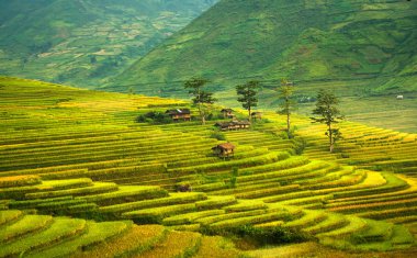 Rice terraces with home clipart