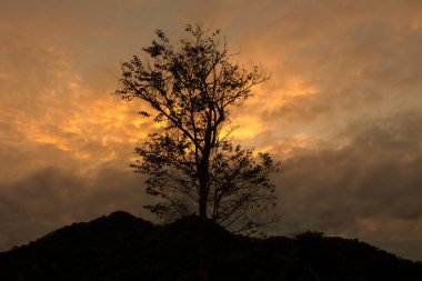 günbatımı ağaç siluet