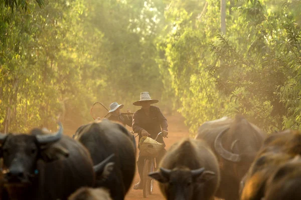 Agriculteur avec un troupeau de buffles — Photo