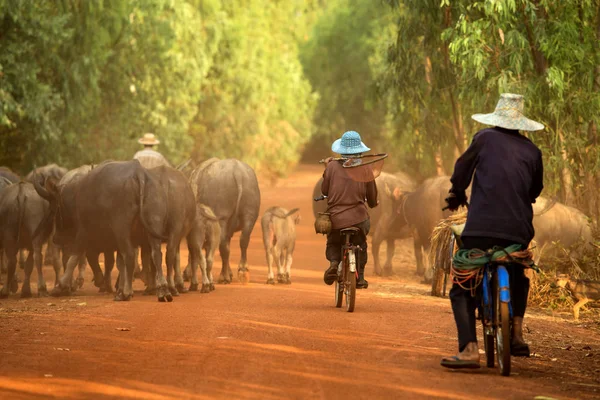 Buffalo et thaï fermier — Photo