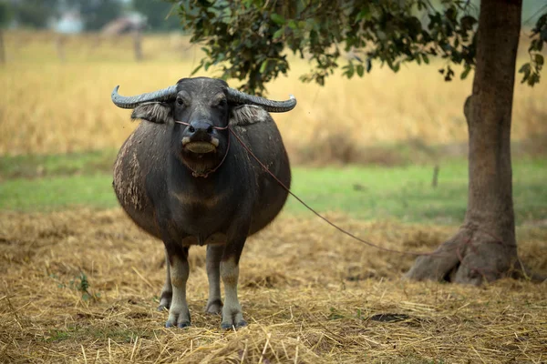 Água de Buffalo em Ásia — Fotografia de Stock