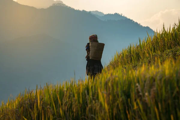 Os agricultores de volta Carrying cesta ficou nos terraços de arroz . — Fotografia de Stock