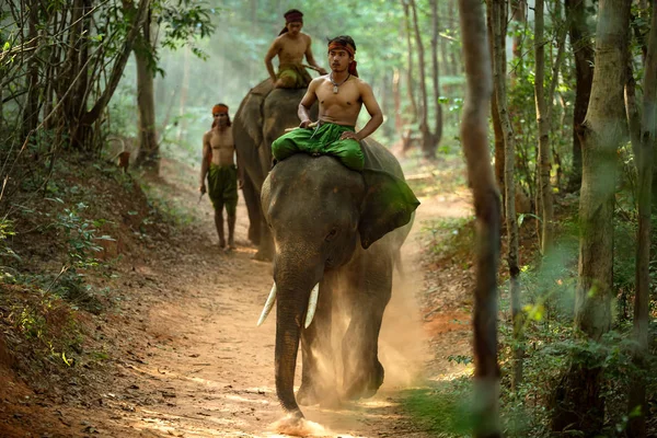 Mahouts e elefantes — Fotografia de Stock