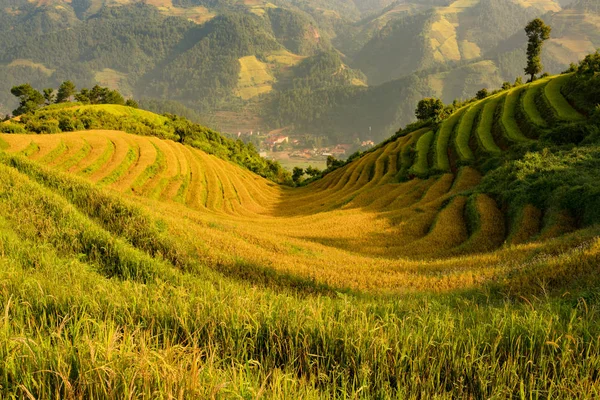 Vietname terraços de arroz montanha — Fotografia de Stock