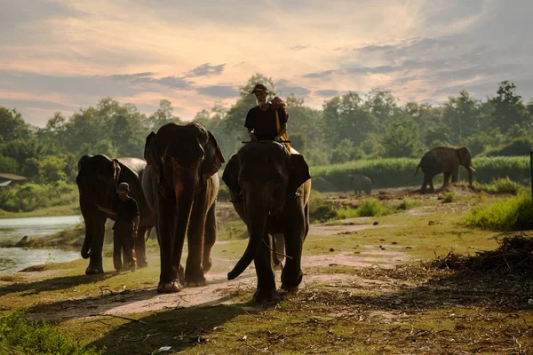 Mahouts e elefantes — Fotografia de Stock
