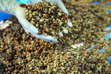 Robusta kahve çekirdekleri el 