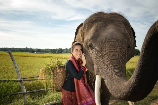 Femme avec éléphant sur le champ de riz — Photo