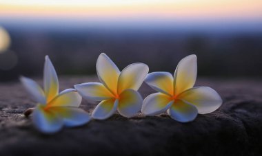 Plumeria çiçek veya Champa çiçek
