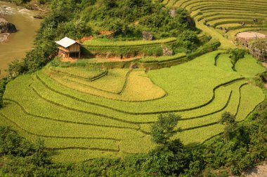 Pirinç terasları Mu Cang Chai sahada