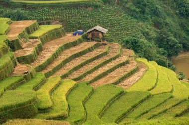 Pirinç terasları Mu Cang Chai sahada