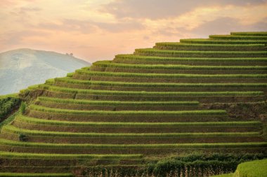 Pirinç terasları Mu Cang Chai sahada