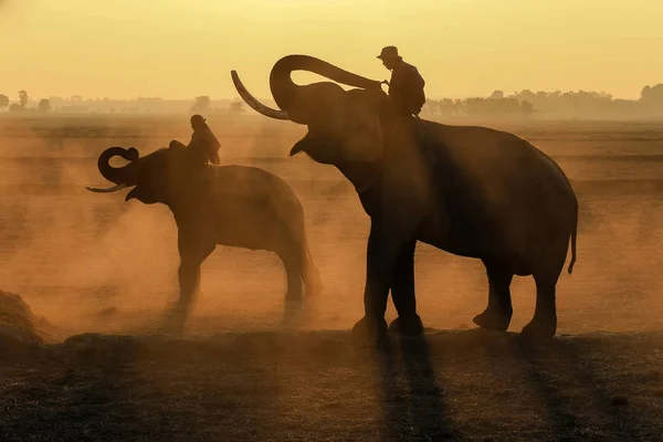 Elefantes e dois mahout — Fotografia de Stock