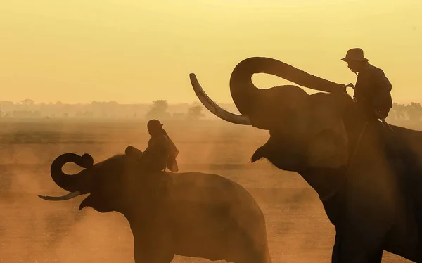 Слоны и два махаута — стоковое фото