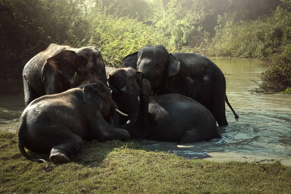 Sloni na rybníku — Stock fotografie