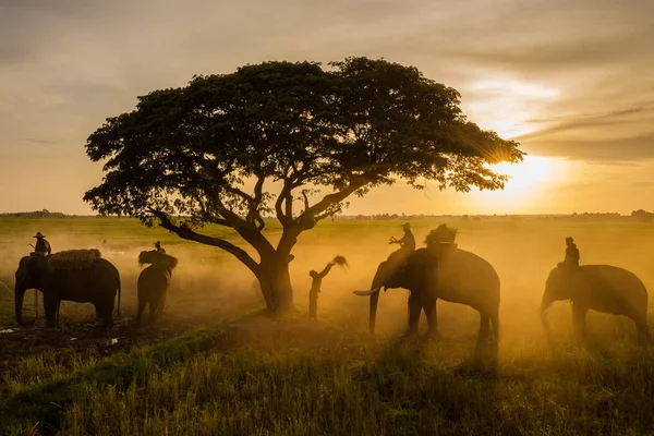 Agricultores em Tailândia, Surin Elephant — Fotografia de Stock