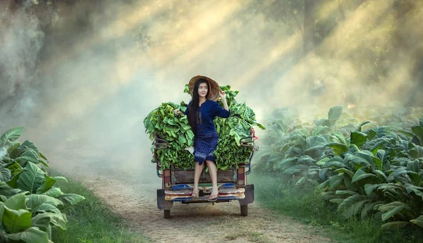 Les agricultrices au Laos Récolte des feuilles de tabac — Photo