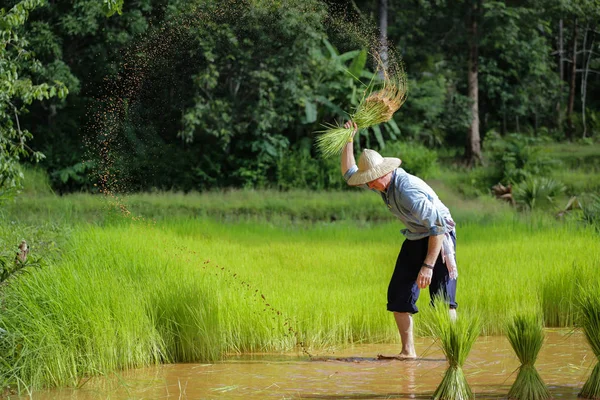 Os alemães estão cultivando na Tailândia, onde ele é apaixonado abou — Fotografia de Stock