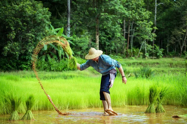 Os alemães estão cultivando na Tailândia, onde ele é apaixonado — Fotografia de Stock