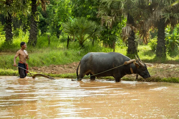 Agricultor tailandês está trabalhando fluindo com um búfalo — Fotografia de Stock