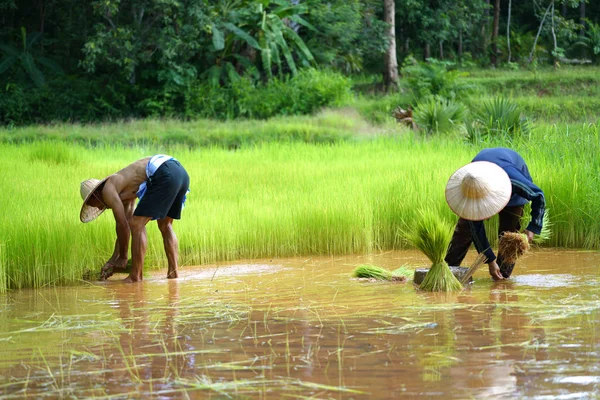 Tailandês Farmer Família Trabalhando na agricultura Com a remoção de verde — Fotografia de Stock