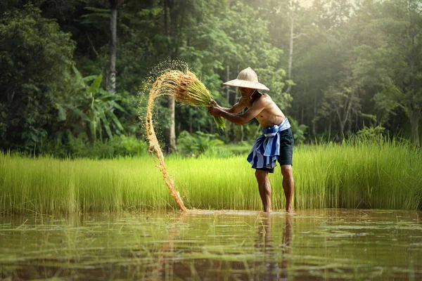 Agricultor tailandês Trabalhando na agricultura Com a remoção de mudas verdes — Fotografia de Stock