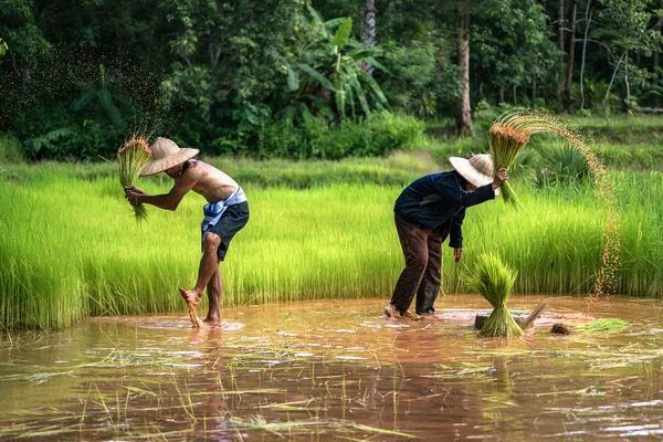 Семья тайских фермеров работает в сельском хозяйстве с удалением зелени — стоковое фото