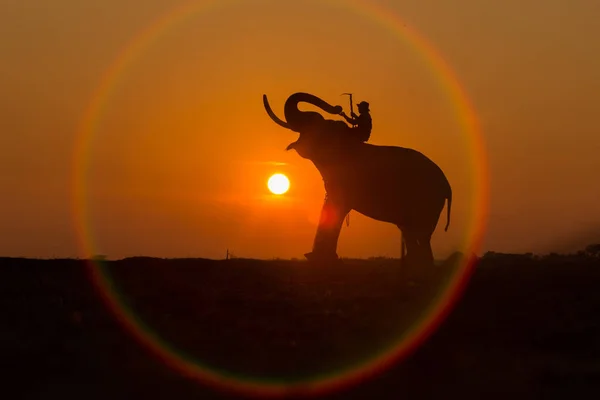 Elefante silhueta no círculo do sol. É um modo de vida — Fotografia de Stock