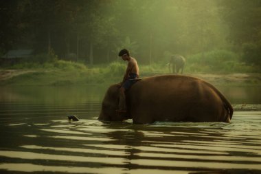 Gölde yıkanmak için Tayland Chang Köyü fil elephant Park