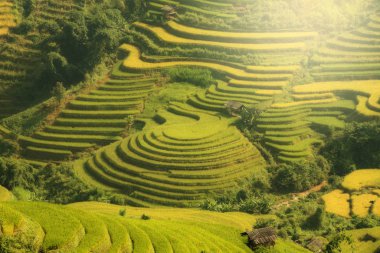 Vietnam manzara pirinç Teras dağ