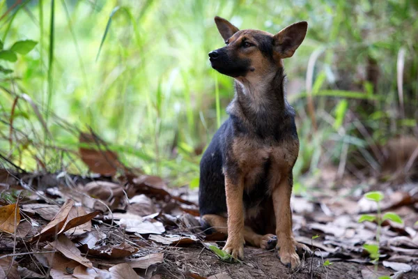 A Puppy in forest wilde waitting — Stock Photo, Image