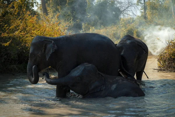 Sloni v rybníku přírodní divoké — Stock fotografie
