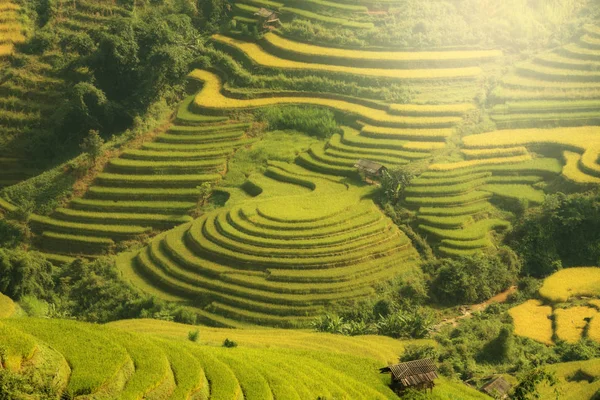 VIETNAM Пейзаж рисовая терраса на горе — стоковое фото