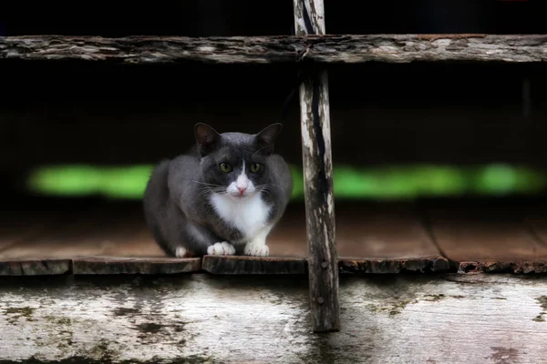 A Cat sitting waiting on the old wooden — Stock Photo, Image
