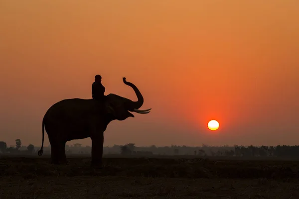 Silhouette elefant action och mahouten i solnedgång — Stockfoto