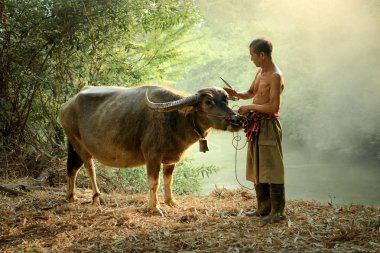 Tayland çiftçi ve bir bufalo