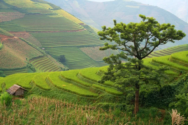 Vietname bela paisagem — Fotografia de Stock