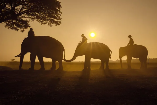 Thaïlande Trois éléphants marchant sous l'arbre — Photo