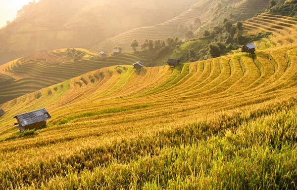 Вьетнамское красивое рисовое поле на террасе — стоковое фото