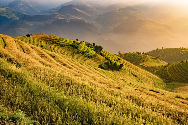 Vietnamita belo campo de arroz paisagem no terraço — Fotografia de Stock