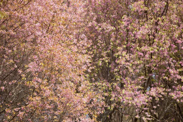 Sakura or Beautiful cherry blossoms — Stock Photo, Image