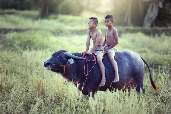 Dzieci są zabawy jeździć buffalo. — Zdjęcie stockowe