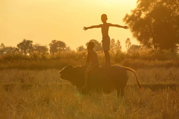 Pôr-do-sol silhueta As crianças montando um búfalo no campo de arroz — Fotografia de Stock