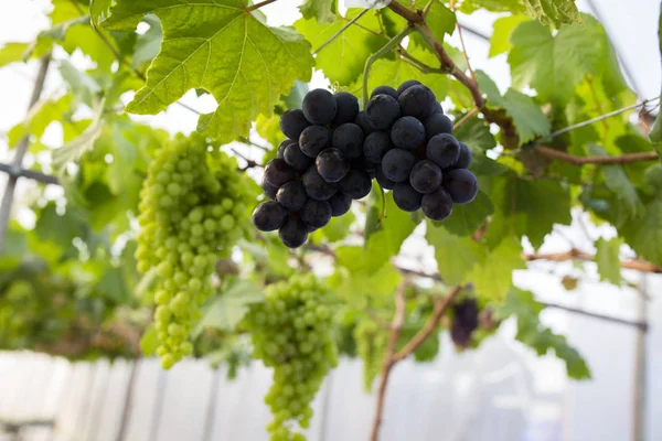 Piros szőlő, az üvegház, a farm — Stock Fotó