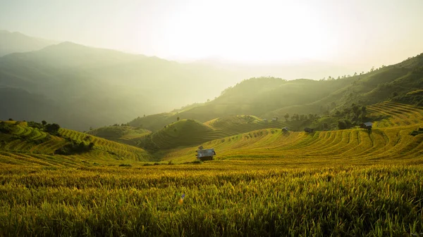 Вьетнам выкапывает рис на поле на горе Му Канг Чай Ен Бай . — стоковое фото